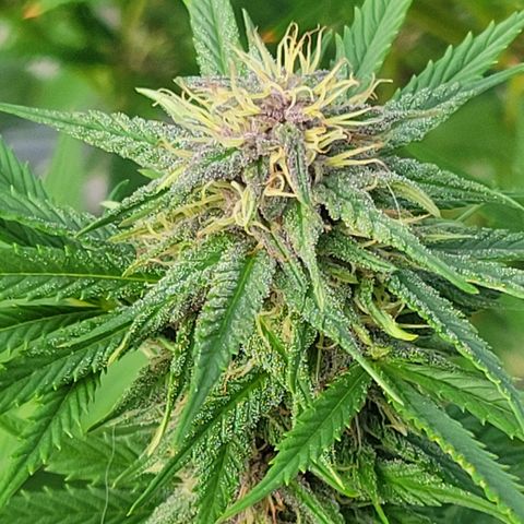 Gros growlog timeline photo