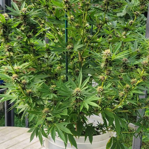Gros growlog timeline photo