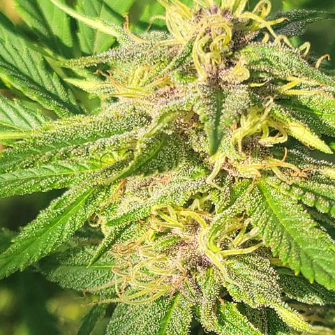 Gros growlog timeline photo