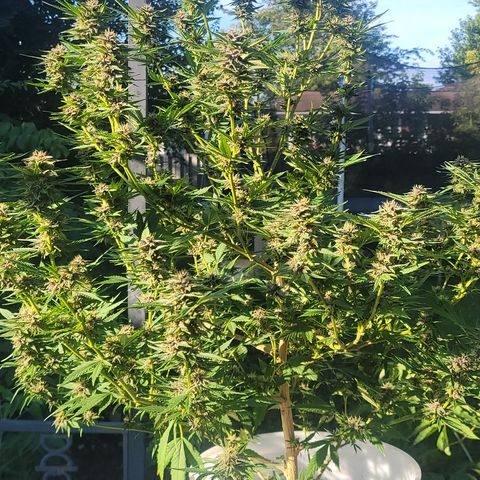 Gros growlog timeline photo
