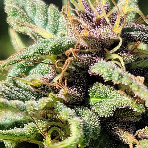 Gros growlog timeline photo