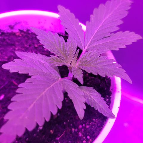 Tangerine Dream growlog timeline photo