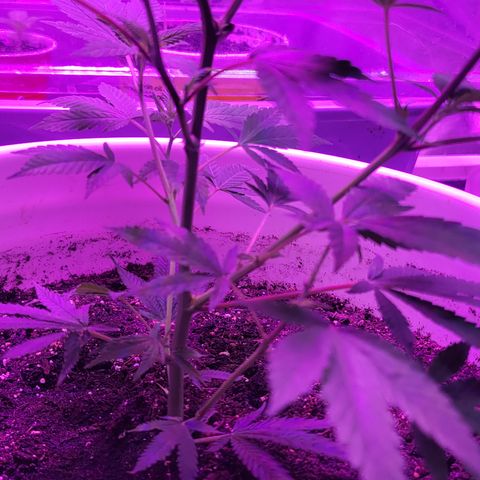 Grape Skunk growlog timeline photo