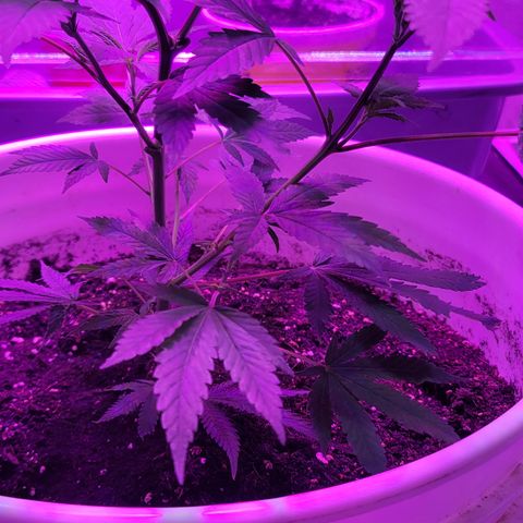 Grape Skunk growlog timeline photo