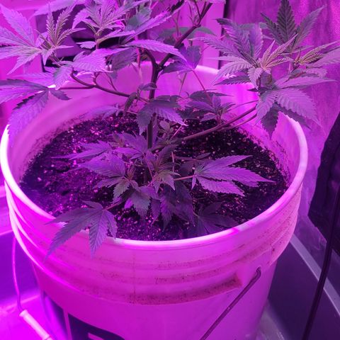 Grape Skunk growlog timeline photo
