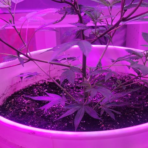 Grape Skunk growlog timeline photo