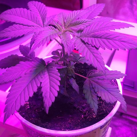 Tango #3 growlog timeline photo