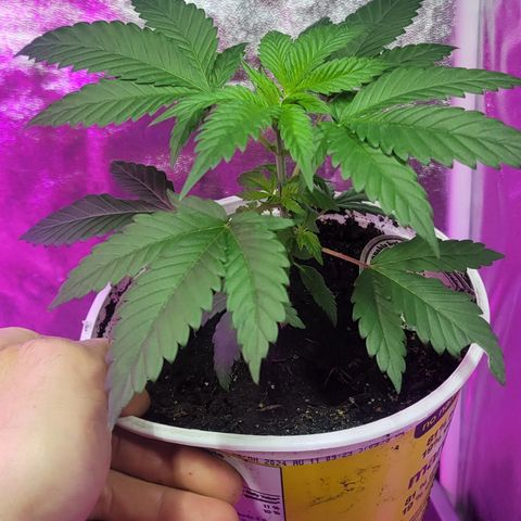 Tango #3 growlog timeline photo