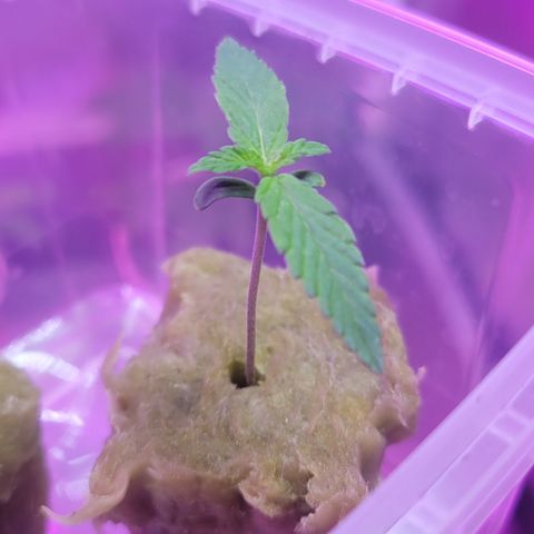 Fruity og kush growlog timeline photo
