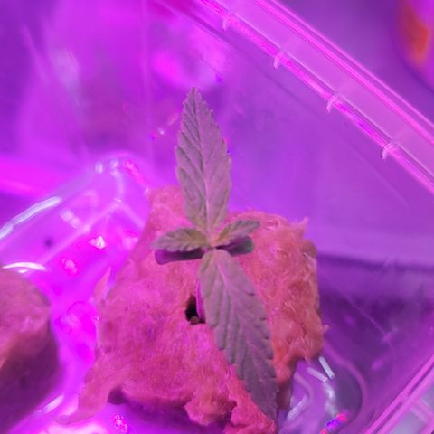 Fruity og kush growlog timeline photo