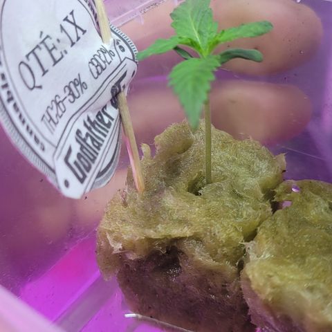 Godfather Kush growlog timeline photo