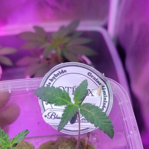 Blueberry Cookies growlog timeline photo