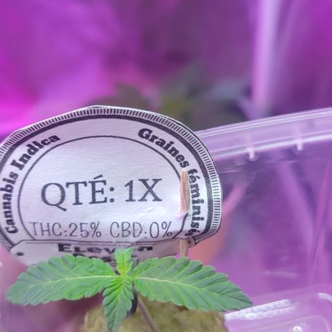 Eleven Roses growlog timeline photo