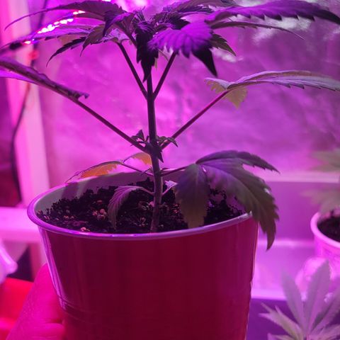 Tangerine Dream growlog timeline photo