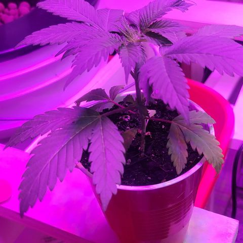 Tangerine Dream growlog timeline photo