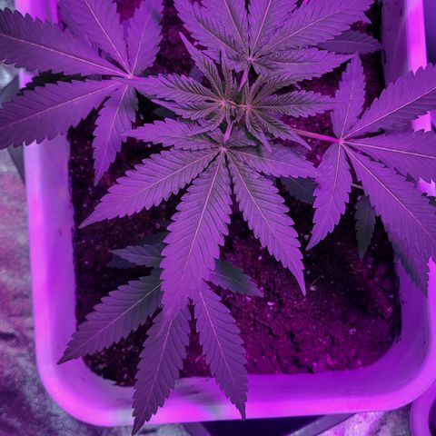 Eleven Roses growlog timeline photo
