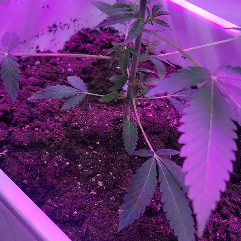 Eleven Roses growlog timeline photo
