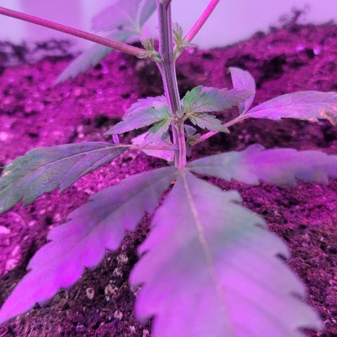 Godfather Kush growlog timeline photo