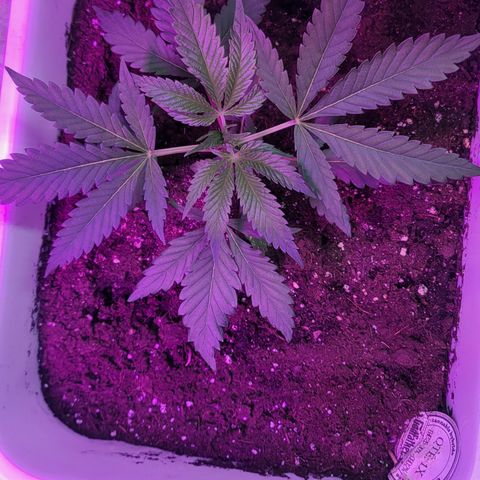 Godfather Kush growlog timeline photo