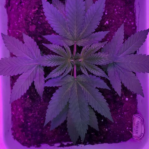 Blueberry Cookies growlog timeline photo