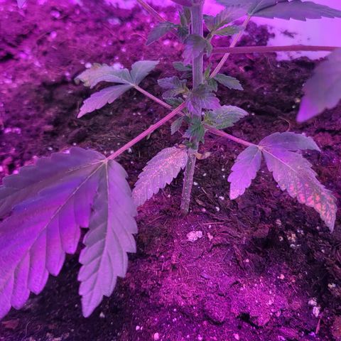 Blueberry Cookies growlog timeline photo