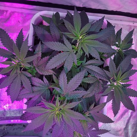 Tango #3 growlog timeline photo