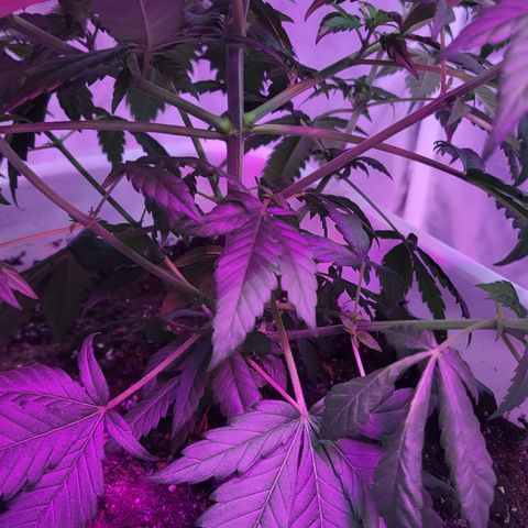 Tango #3 growlog timeline photo