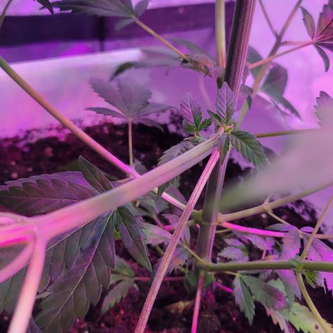 Tangerine Dream growlog timeline photo