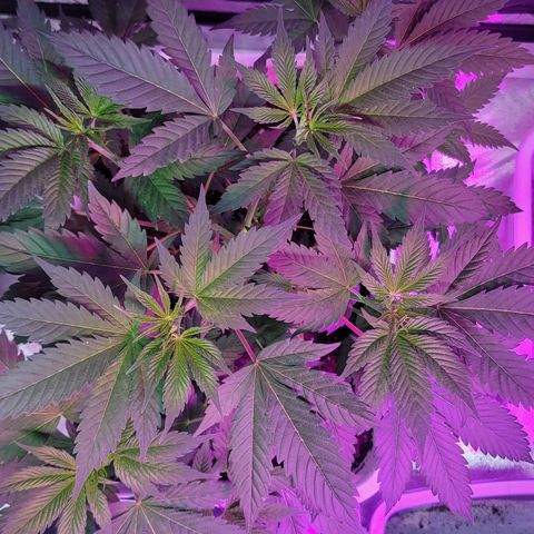 Tangerine Dream growlog timeline photo