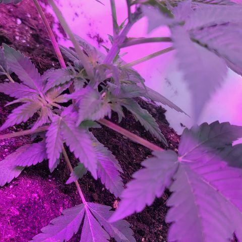 Fruity og kush growlog timeline photo