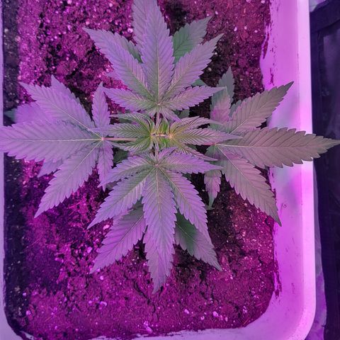 Fruity og kush growlog timeline photo