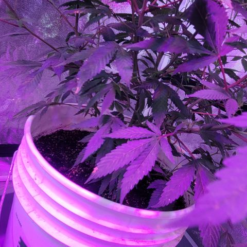 Grape Skunk growlog timeline photo