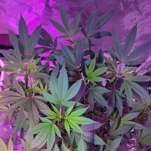 Grape Skunk growlog timeline photo