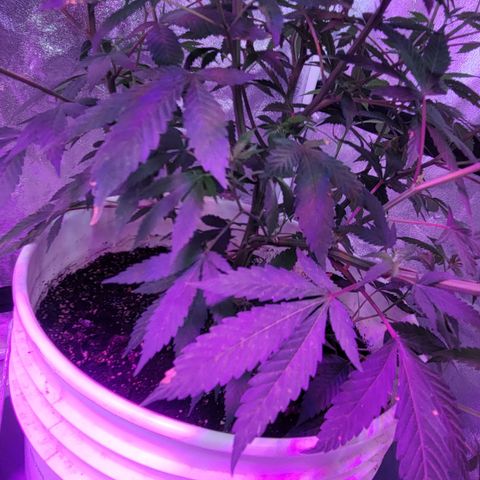 Grape Skunk growlog timeline photo