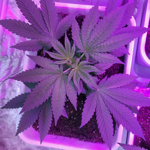 Blueberry Cookies growlog timeline photo
