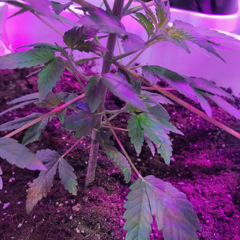 Blueberry Cookies growlog timeline photo