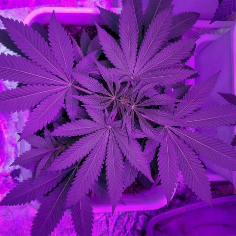 Eleven Roses growlog timeline photo