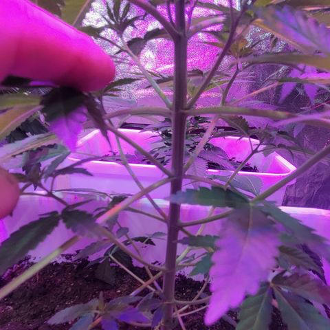 Eleven Roses growlog timeline photo