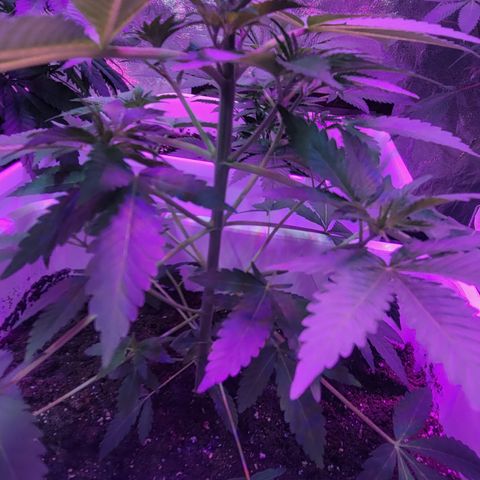 Eleven Roses growlog timeline photo