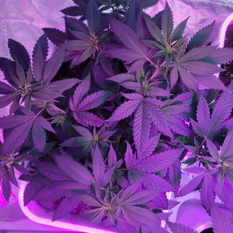 Tango #3 growlog timeline photo