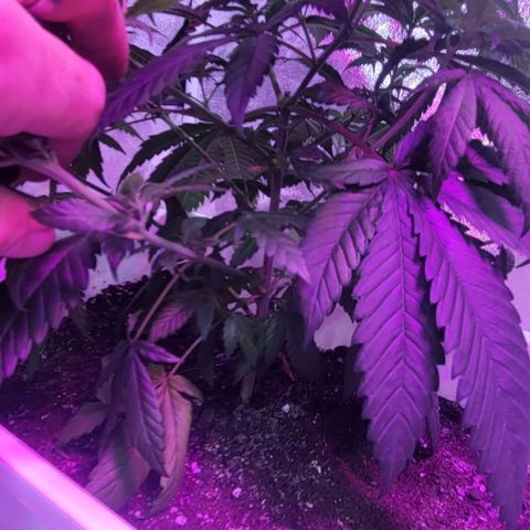 Tango #3 growlog timeline photo