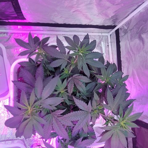 Tango #3 growlog timeline photo