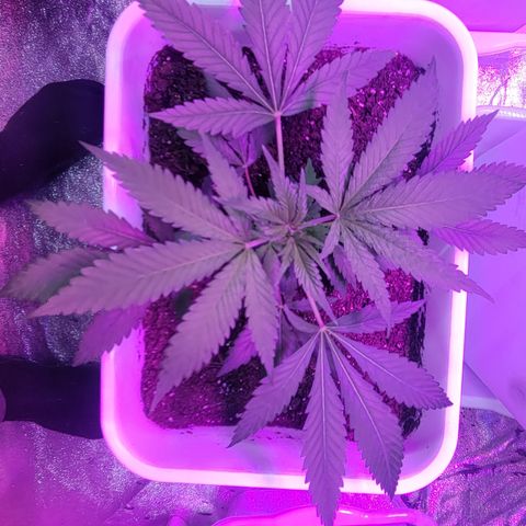 Godfather Kush growlog timeline photo