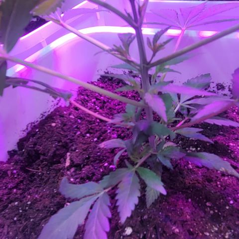 Godfather Kush growlog timeline photo