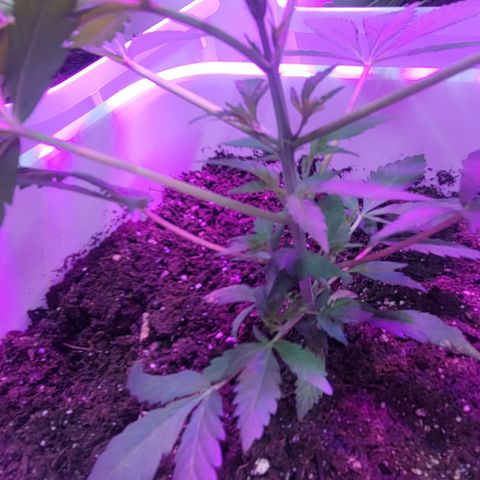 Godfather Kush growlog timeline photo