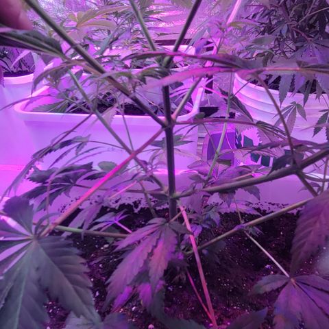 Tangerine Dream growlog timeline photo