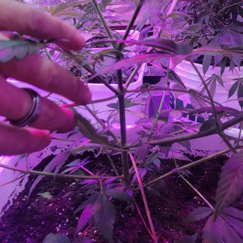 Tangerine Dream growlog timeline photo