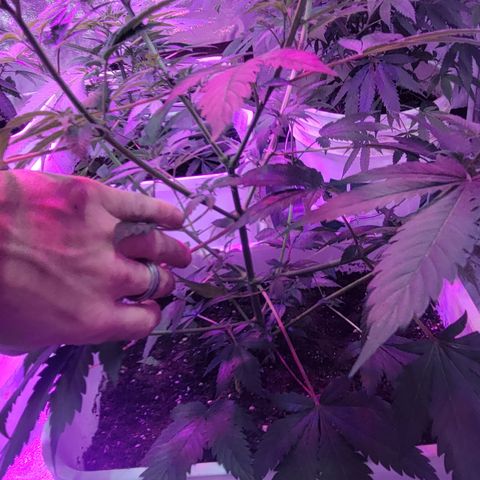 Tangerine Dream growlog timeline photo
