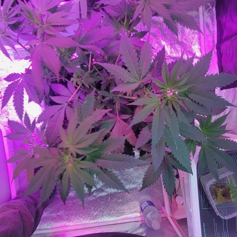 Tangerine Dream growlog timeline photo
