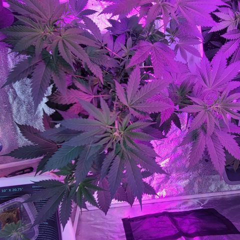 Tangerine Dream growlog timeline photo